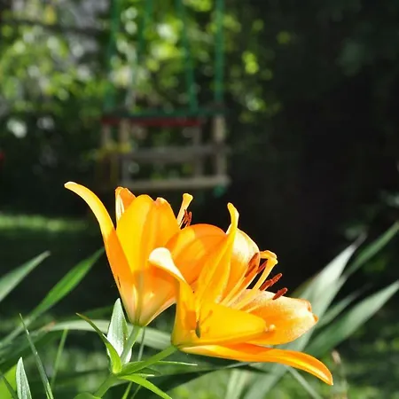 Sapareva Kashta * Sapareva Banya